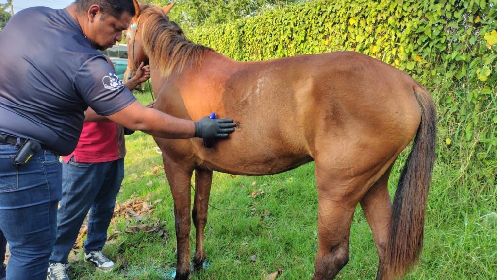 Refuerza Mónica Villarreal Anaya acciones de salud animal en Tampico